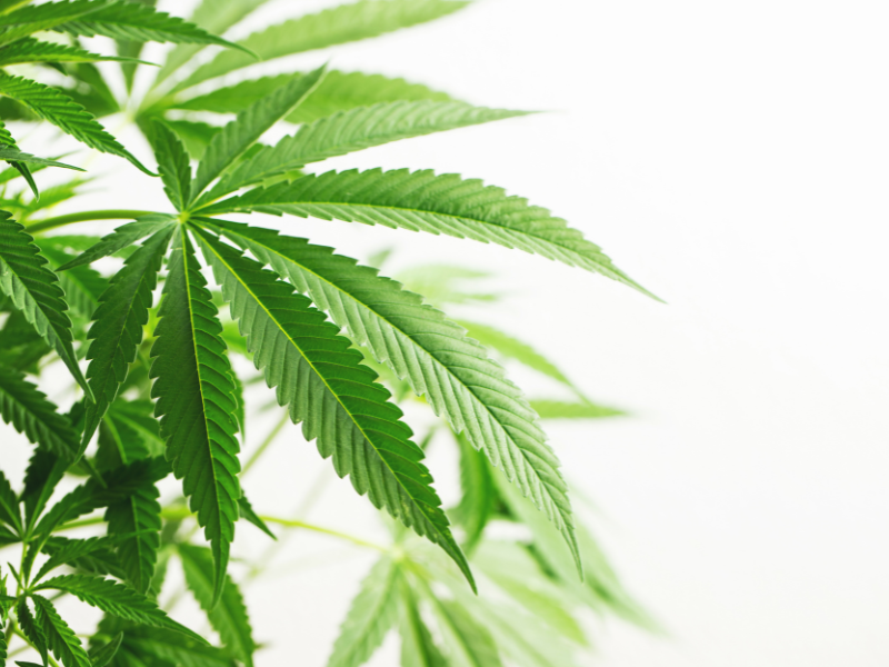 Why Are People Using Cannabis for Wellness?