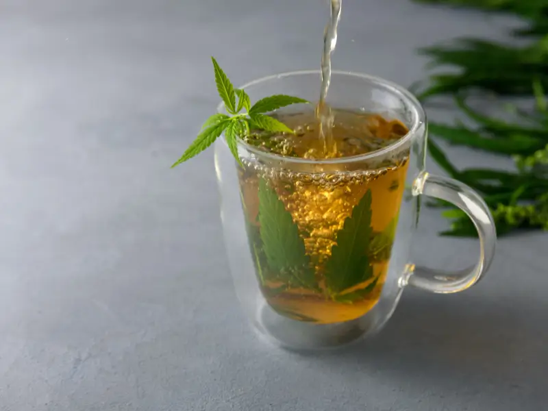 Health Benefits of Cannabis Tea Health Benefits of Cannabis Tea<br />