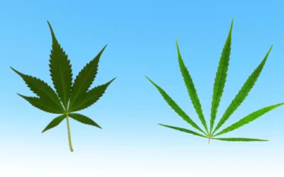 Indica vs Sativa: Picking Your Perfect Fall Vibe