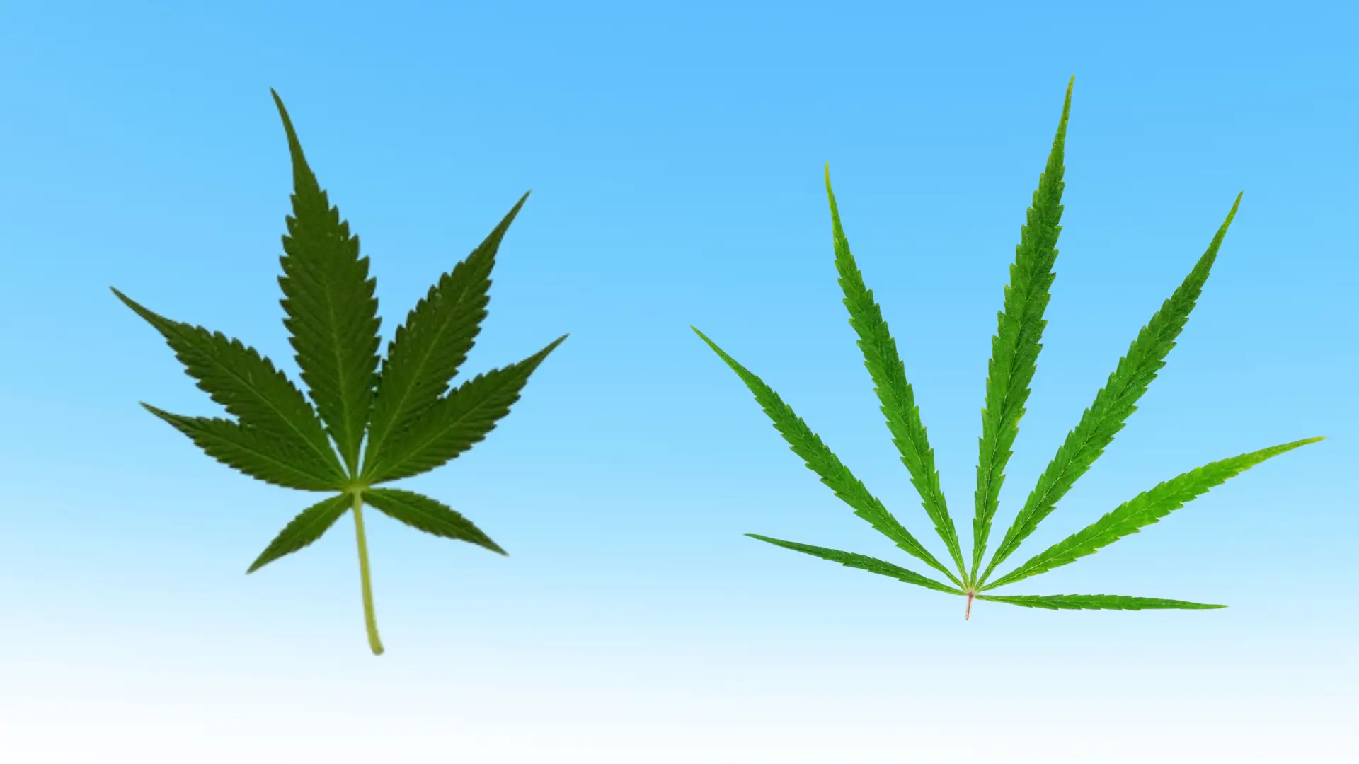 Indica vs Sativa: Picking Your Fall Vibe